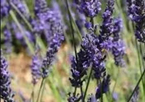 image lavande